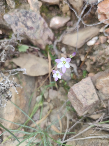 Geissorhiza delicatula