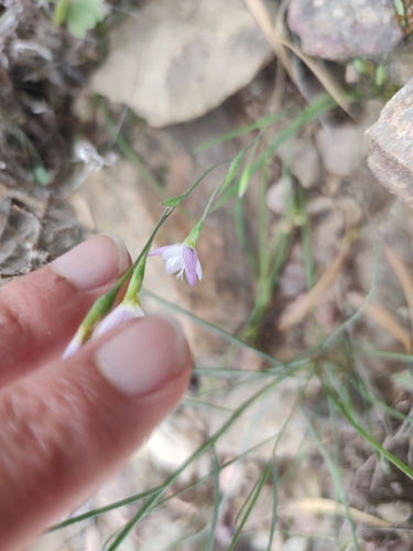 Geissorhiza delicatula