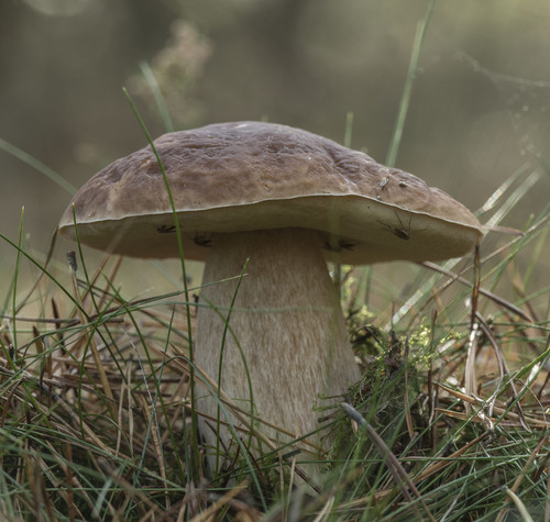 Encontrado hongo Boletus Edulis de medio metro de altura