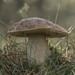 King Bolete - Photo (c) wp-polzin, some rights reserved (CC BY-NC)