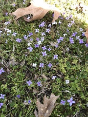 Houstonia pusilla