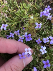 Houstonia pusilla