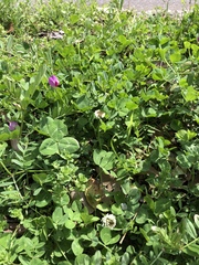 Trifolium repens