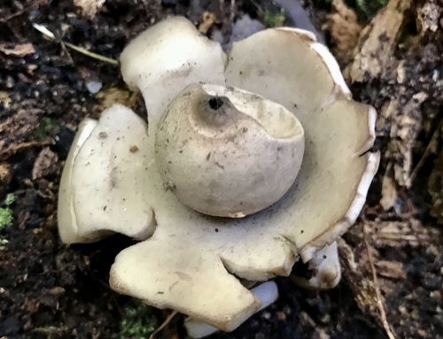 Collared Earthstar