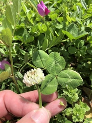 Trifolium repens