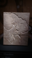 Archaeopteryx lithographica