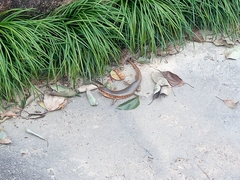 Plestiodon chinensis