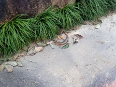 Plestiodon chinensis