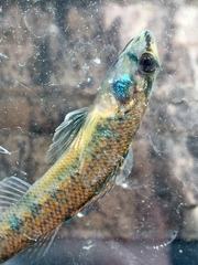 Etheostoma