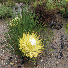 Protea lorea