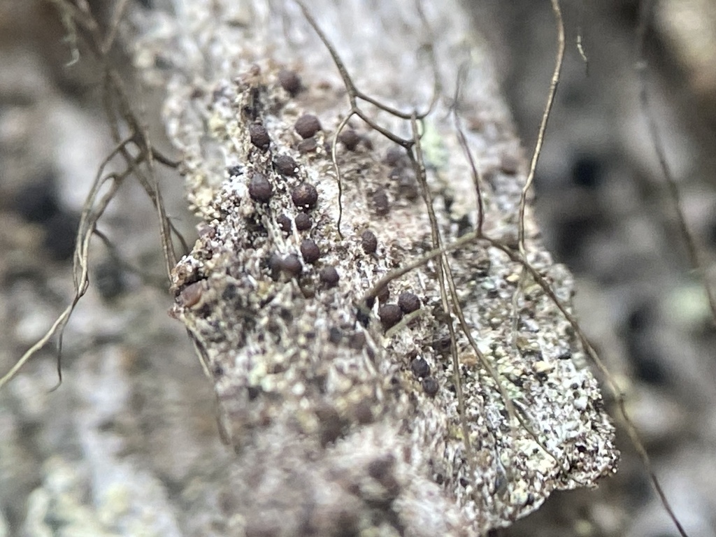 Lecidea rubrocastanea