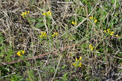 Physaria gracilis