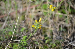 Physaria gracilis
