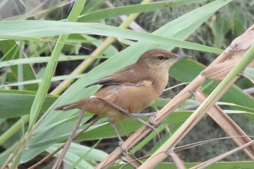 Clamorous Reed Warbler