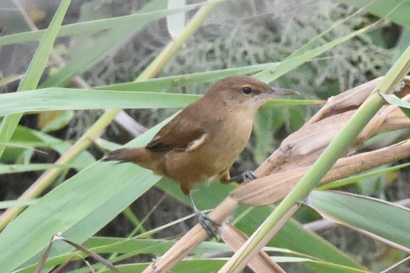 Clamorous Reed Warbler