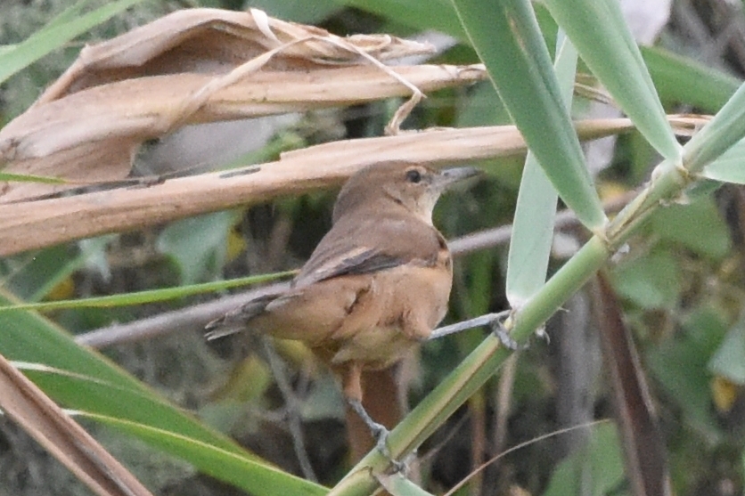Clamorous Reed Warbler