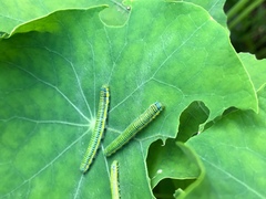 Leptophobia