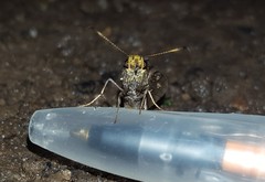 Carcharodini