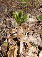 Dicentra formosa formosa