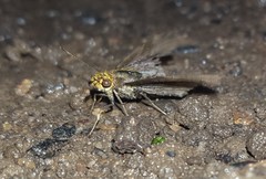 Carcharodini