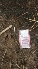 Kobus ellipsiprymnus