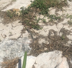 Aspidoscelis angusticeps angusticeps