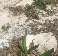 Aspidoscelis angusticeps angusticeps