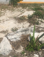 Aspidoscelis angusticeps angusticeps