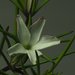 Linanthus dichotomus pattersonii - Photo (c) Fred Melgert / Carla Hoegen, alguns direitos reservados (CC BY-NC), uploaded by Fred Melgert / Carla Hoegen