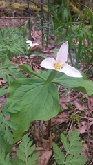 Trillium ovatum ovatum