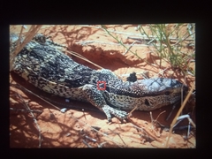 Varanus albigularis