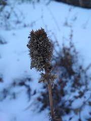Lamiaceae