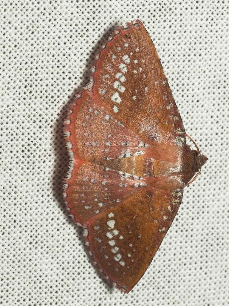 Herimba leprosa