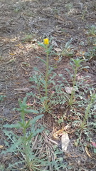 Oenothera pubescens