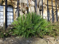 Achillea filipendulina