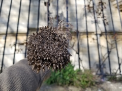Achillea filipendulina