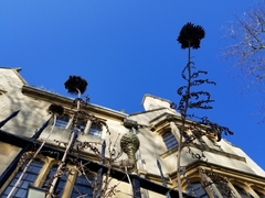Achillea filipendulina