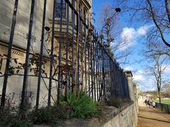 Achillea filipendulina