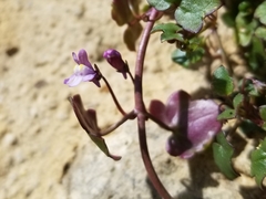 Cymbalaria muralis