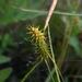 Carex cryptolepis - Photo (c) Samuel Brinker, algunos derechos reservados (CC BY-NC), subido por Samuel Brinker