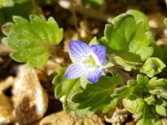 Veronica persica