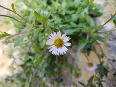 Erigeron karvinskianus