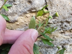 Erigeron karvinskianus