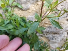 Erigeron karvinskianus