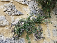 Erigeron karvinskianus