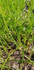 Juncus nodatus