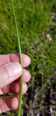 Juncus nodatus