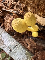 Leucocoprinus birnbaumii image