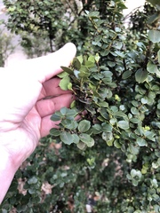 Ilex crenata crenata