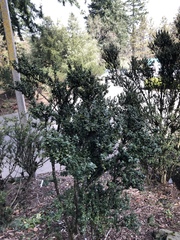 Ilex crenata crenata